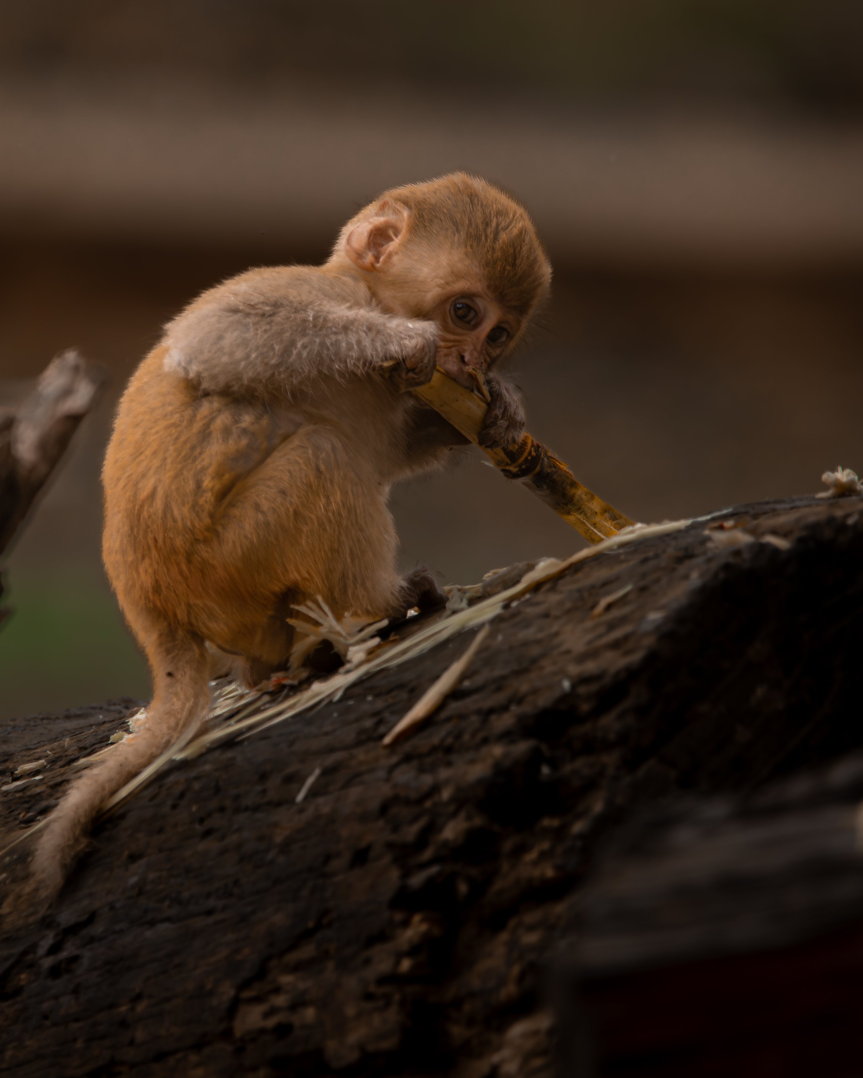 Baby monkey on branch