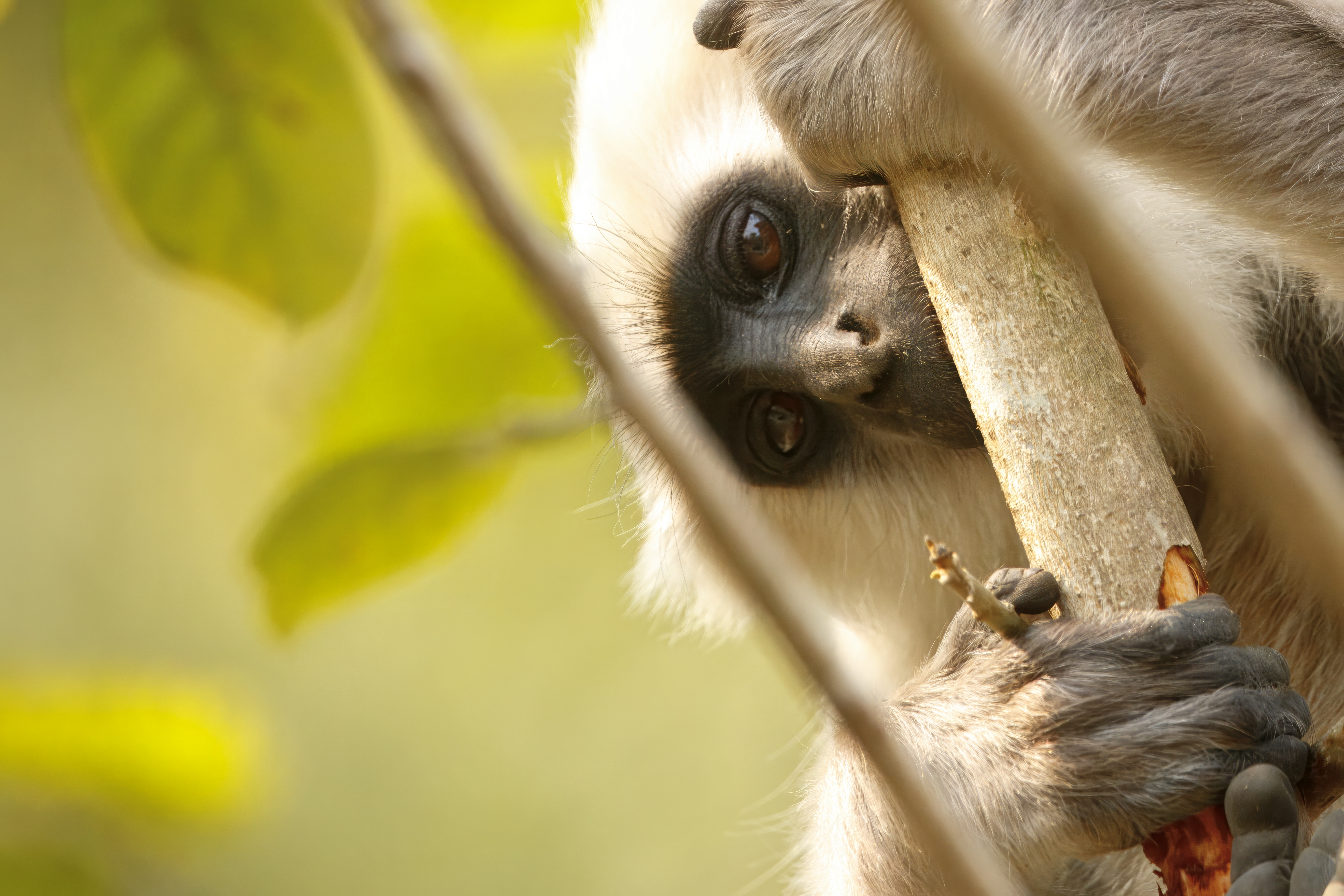 Baboon portrait