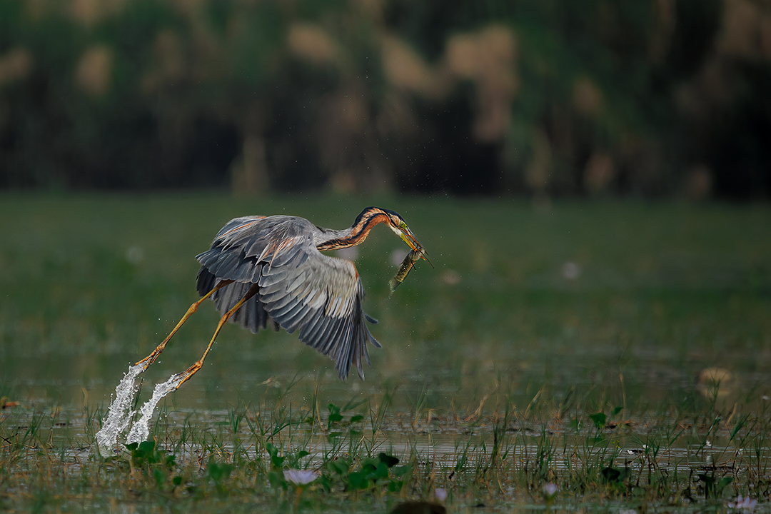 Purple Heron with fish