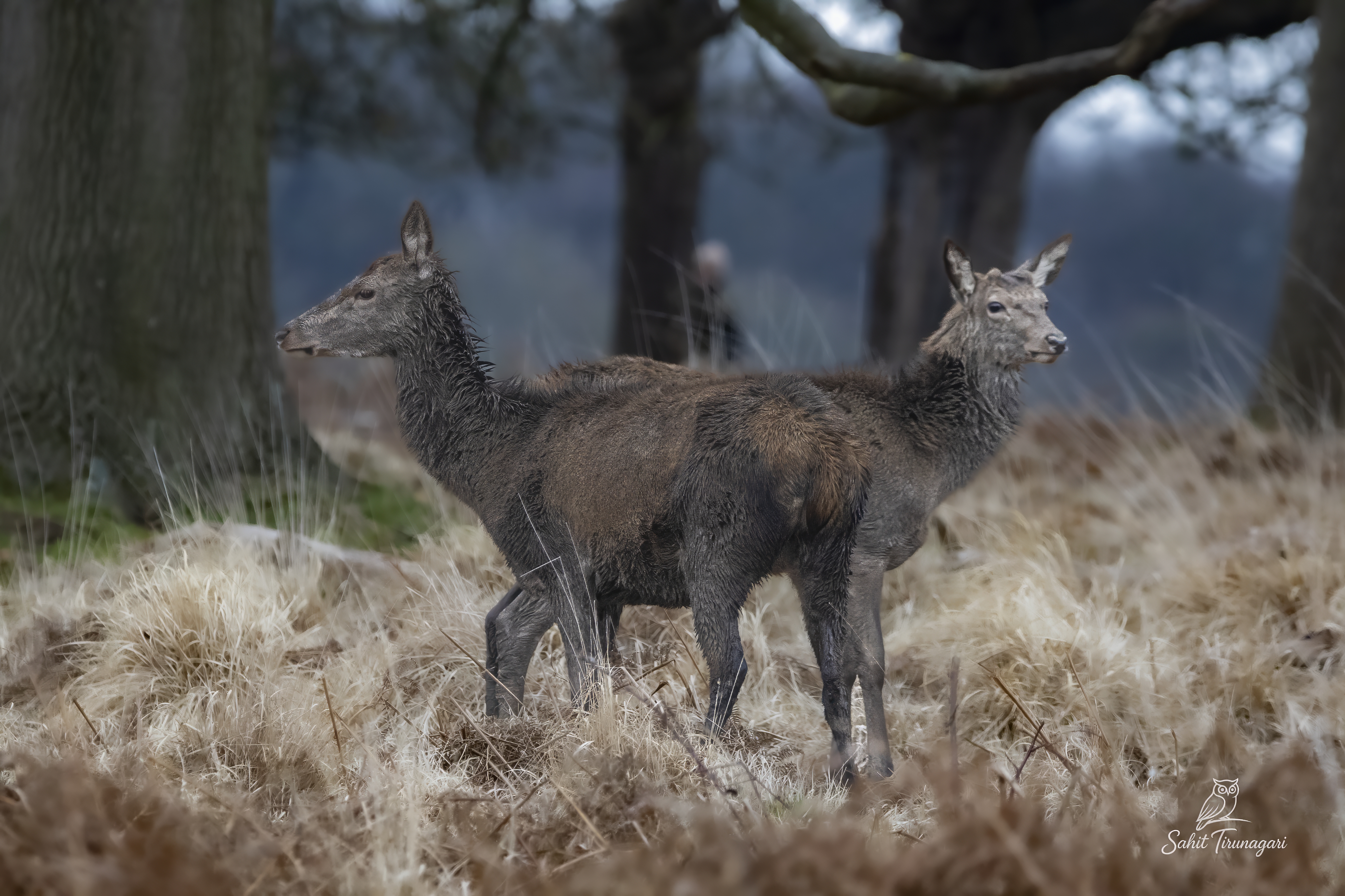 Richmond Park, London