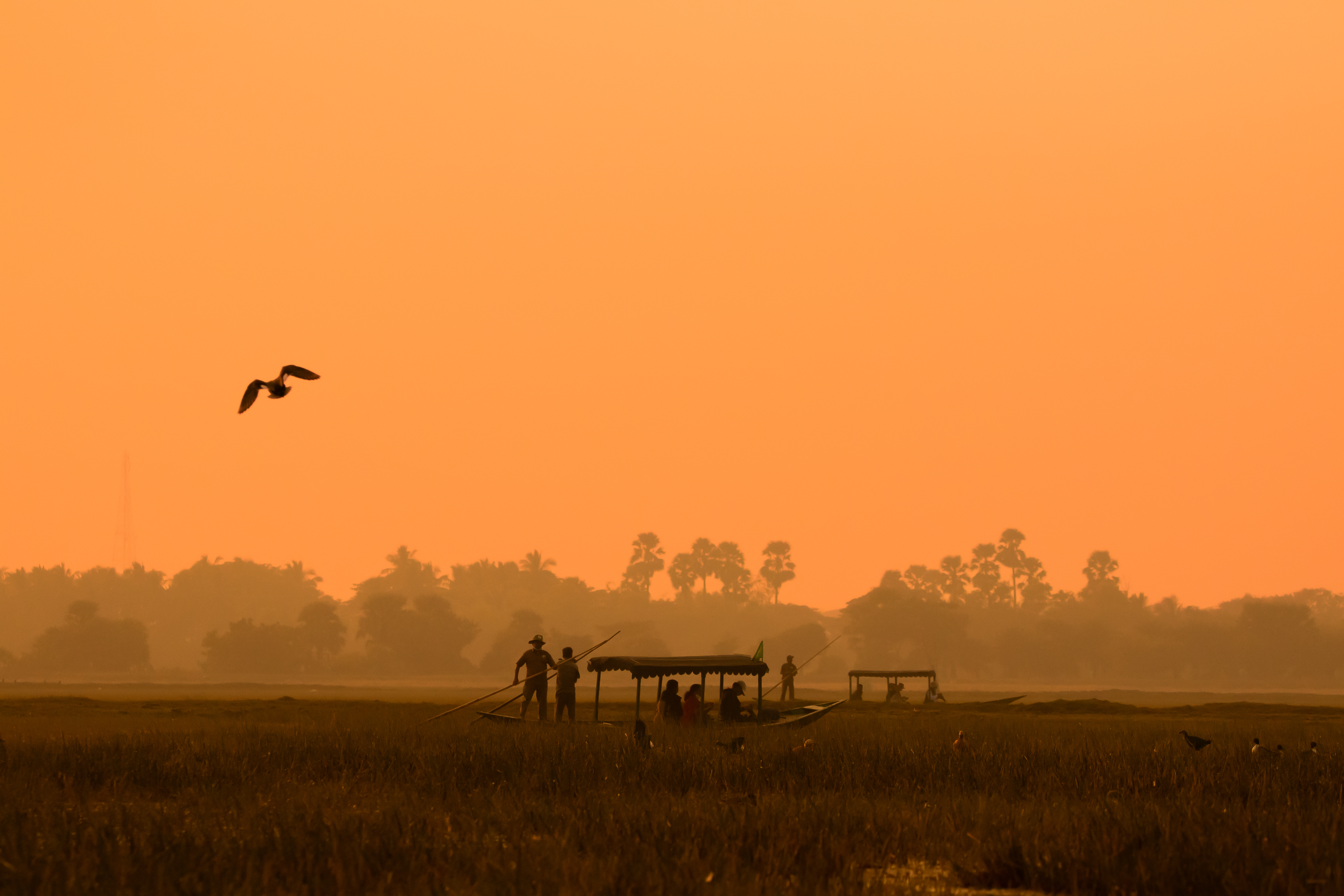 Mangalajodi Wetlands